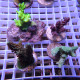 Lot de 4 Acropora LACROP13