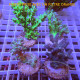 Lot de 4 Acropora LACROP15