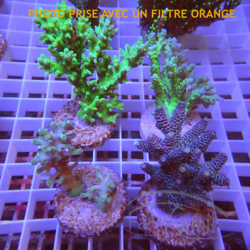 Lot de 4 Acropora LACROP15