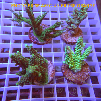 Lot de 4 Acropora LACROP16