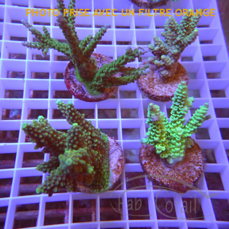 Lot de 4 Acropora LACROP16