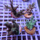 Lot de 4 Acropora LACROP16