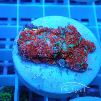 Echinophyllia rouge bleu echino210