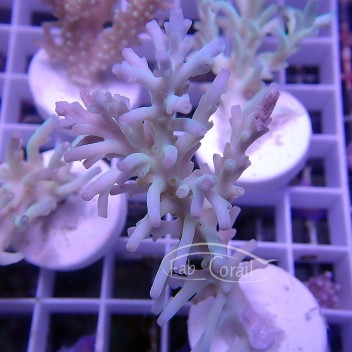 Acropora speciosa deepwater Indonésie acro4195