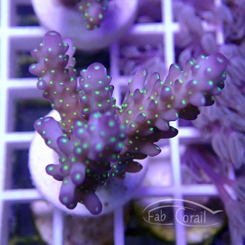 Acropora sp tricolor indonésie acro4396