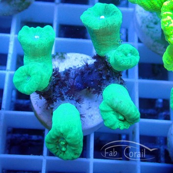 Caulastrea caula258