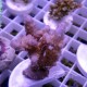 Acropora granulosa violet Indonésie acro4515