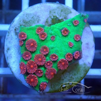 Cyphastrea vert polype rouge cyph44