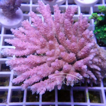 Acropora sp violet Australie acro4596