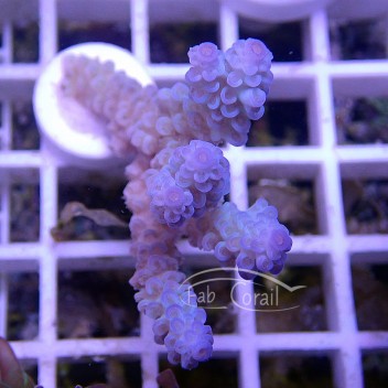 Acropora sp rose colonie entière super forme et couleur Australie acro4597
