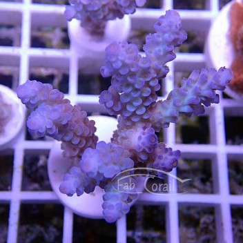 Acropora tenuis bleu claire Australie acro4598