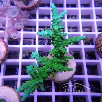 Acropora parilis vert bleu Indonésie acro4655
