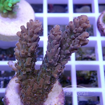 Acropora sp deepwater Indonésie acro4659