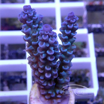 Acropora tenuis bleu Australie acro4673