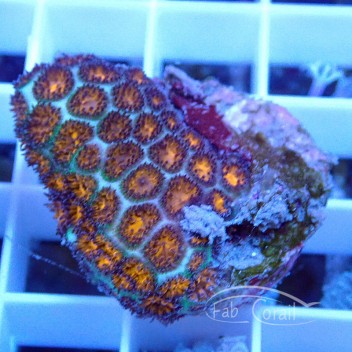 Leptastrea vert lepta56
