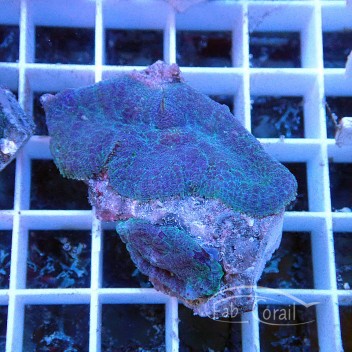 Rhodacthis bleue disco415