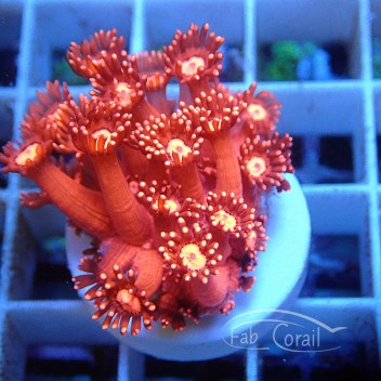Goniopora rouge ultra gonio411
