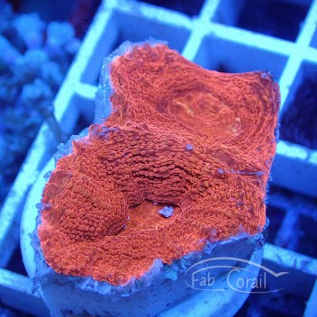 Acanthastrea Bowerbanki rouge