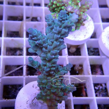 Acropora tenuis bleu Indonésie acro5106