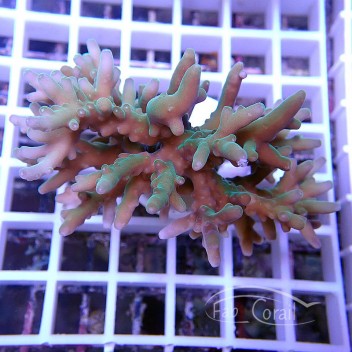 Acropora efflorescens Indonésie acro5150