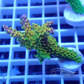 Acropora divaricata tricolor Indonésie acro5161
