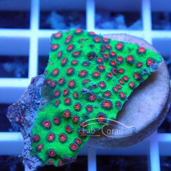 Cyphastrea vert polype rouge Indonésie cypha49