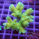 Acropora formosa Indonésie acro5216