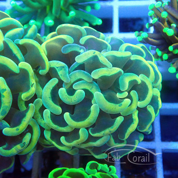 Euphyllia parancora Indonésie euphy1920