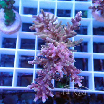 Acropora granulosa Indonésie acro5292