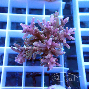 Acropora carduus deepwater Indonésie acro5294
