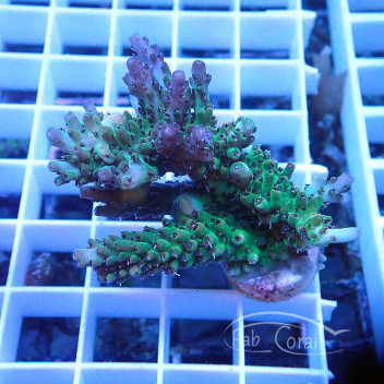 Acropora carduus deepwater Indonésie acro5295