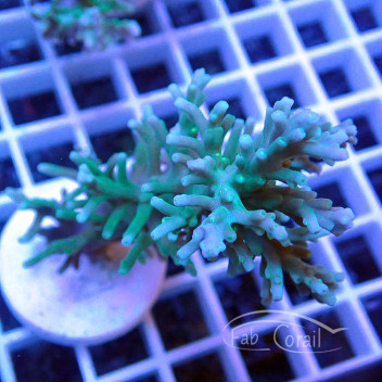 Acropora carduus deepwater Indonésie acro5300