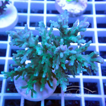 Acropora carduus deepwater Indonésie acro5303
