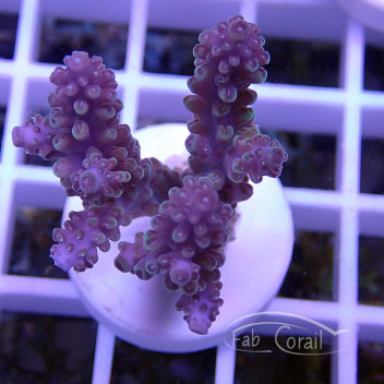 Acropora carduus deepwater Indonésie acro5304