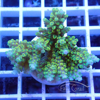Acropora sp deepwater Indonésie acro5326