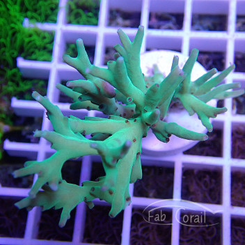 Acropora suharsonoi Indonésie acro5340
