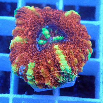 Scolymia button ultra (micromussa pacifica) scoly171manu