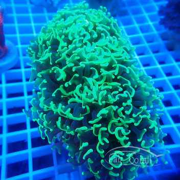Euphyllia ancora euphy2069