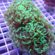 Euphyllia ancora euphy2069