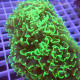 Euphyllia ancora euphy2069