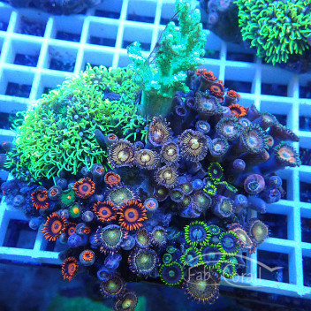 Coral garden Mélange de différentes souches de coraux Z2037