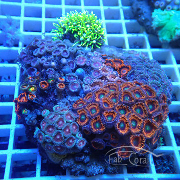 Coral garden Mélange de différentes souches de coraux Z2042