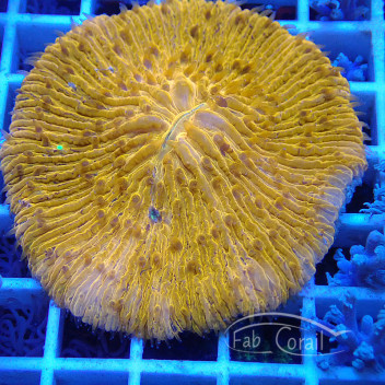 Fungia (diaseris) orange fungia234