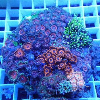 Coral garden Mélange de différentes souches de coraux Z2045