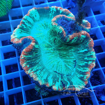 Trachyphyllia multicolor trachy203