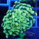 Euphyllia parancora gold Indonésie euphy2332