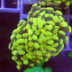 Euphyllia parancora gold Indonésie euphy2332