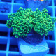 Euphyllia paradivisa Indonésie euphy2360
