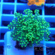 Euphyllia paradivisa Indonésie euphy2361