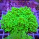 Euphyllia divisa toxic green L Indonésie euphy2368
